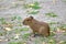 Capybara water pig Hydrochoerus hydrochaeris Linnaeus, cub