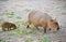 Capybara water pig Hydrochoerus hydrochaeris Linnaeus with a cub