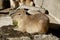 The capybara which relaxes