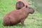 Capybara wild animal
