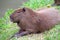 Capybara wild rodent