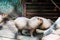 Capybaras eating food in zoo