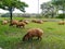 Capybaras eating grass near the lake