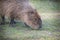 Capybaras eating grass in a zoo