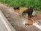 Capybaras family in mud puddle beside the road