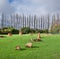 Capybaras feeding in the field