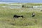 Capybaras grazing among the thickets of water hyacinths in the Ibiza National Park in Argentina