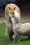 Capybaras kissing