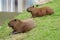 Capybaras lying on green grass