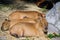 Capybaras lying on ground