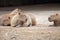 Capybaras lying and resting