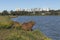 Capybaras resting.