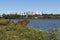 Capybaras resting.