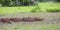 Capybaras in a typical wetland meadow, Pantanal Wetlands, Mato Grosso, Brazil