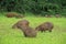 Capybaras wild animals