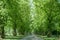 Car in an avenue surrounded by green trees, Edinburgh, Scotland