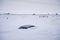 Car buried to its roof in deep snow not far from the road. North Dakota, USA