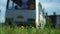 Car, bus rides on road. Blurred background. Close up shot, focused on grass in foreground