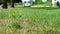 Car, bus rides on road. Blurred background. Close up shot, focused on grass in foreground