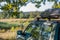 car with a car rack on the roof stands in a clearing in nature under a huge oak tree in the summer