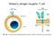 CAR - Chimeric antigen receptor T cell