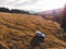 Car crossing meadow at forest