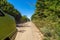 The car drives along rural road overgrown with trees, rear view