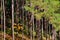 Car drives through the pine forest in Pangung national park