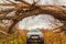 a car drives under a fallen big tree on a dirt road in late autumn