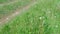 Car driving on country ground road with green grass in village at summer day.