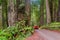 Car driving on Dirt Road in Redwood National Park California
