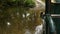 Car driving through shallow creek. View of car crossing shallow river while driving down remote road in forest of