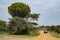 Car driving on the unpaved path surrounded by green trees in Tanzania