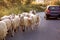 A car and a flock of sheep on the road, give way