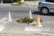 Car goes around the open manhole marked with old traffic cones on a city street. Manhole with broken cover on a  narrow road.