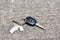 Car key drop on the road background. Car key lost on the road