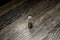 Car light bulb on wooden background