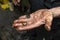 The car mechanic holds in his open, dirty hand a bolt for attaching the engine oil sump drain and an old and new copper washer.