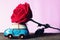 A car model carrying big beautiful red rose. Happy Valentine& x27;s day concept