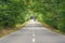 Car moving on local road with broken line in beautiful green forest with branches extending over the road, driverless technology