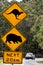 Car pass a warning road sign to beware of Kangaroo and Wombat ne