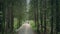 Car Passes Through Forest Aerial