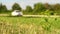 Car rides on road. Slow motion. Blurred background. Close up shot, focused on grass in foreground