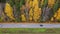 Car rides on the road top view . Road near the forest top view . Video from the drone. Machine movement. Autumn forest