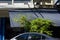 Car roof and green tree view with pigeon