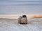 The car with roof rack is parked on the shore of the Arctic ocean. Travel concept of traveling by car. Amazing view of the