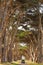 A car running through a cypress tree tunnel