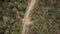 Car in rural road in deep forest view from above, Aerial view car in the forest on asphalt road background.