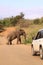 Car on safari drive standing before elephant