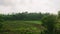 Car side window view of green coconut palm tree forest, rice fields terrace farming plantation. Train, road trip